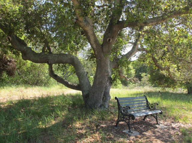 Bench under Oak at Nipomo Native Garden